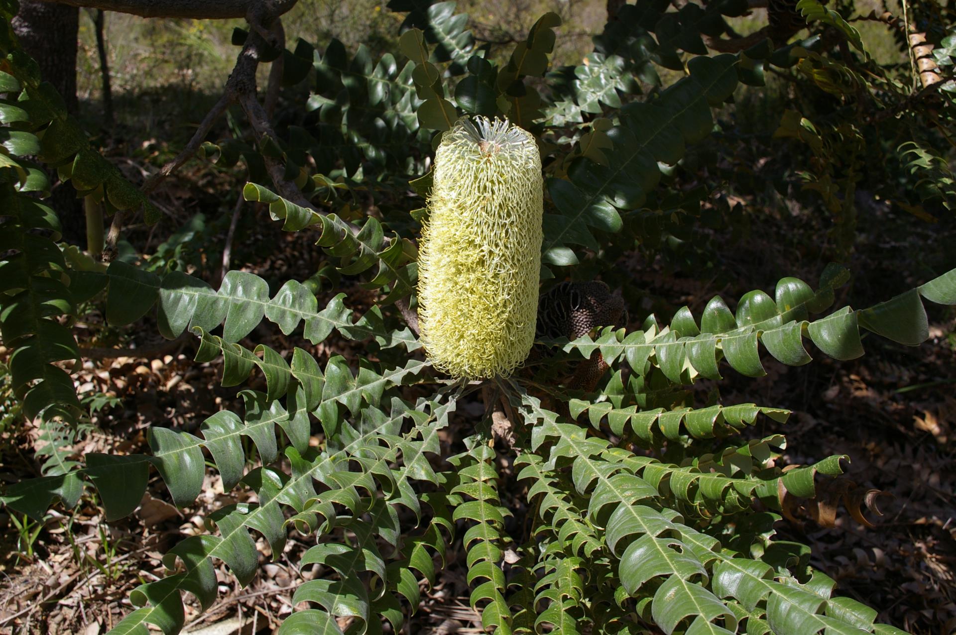 Community Input Needed on Banksia Woodland Protection Plan