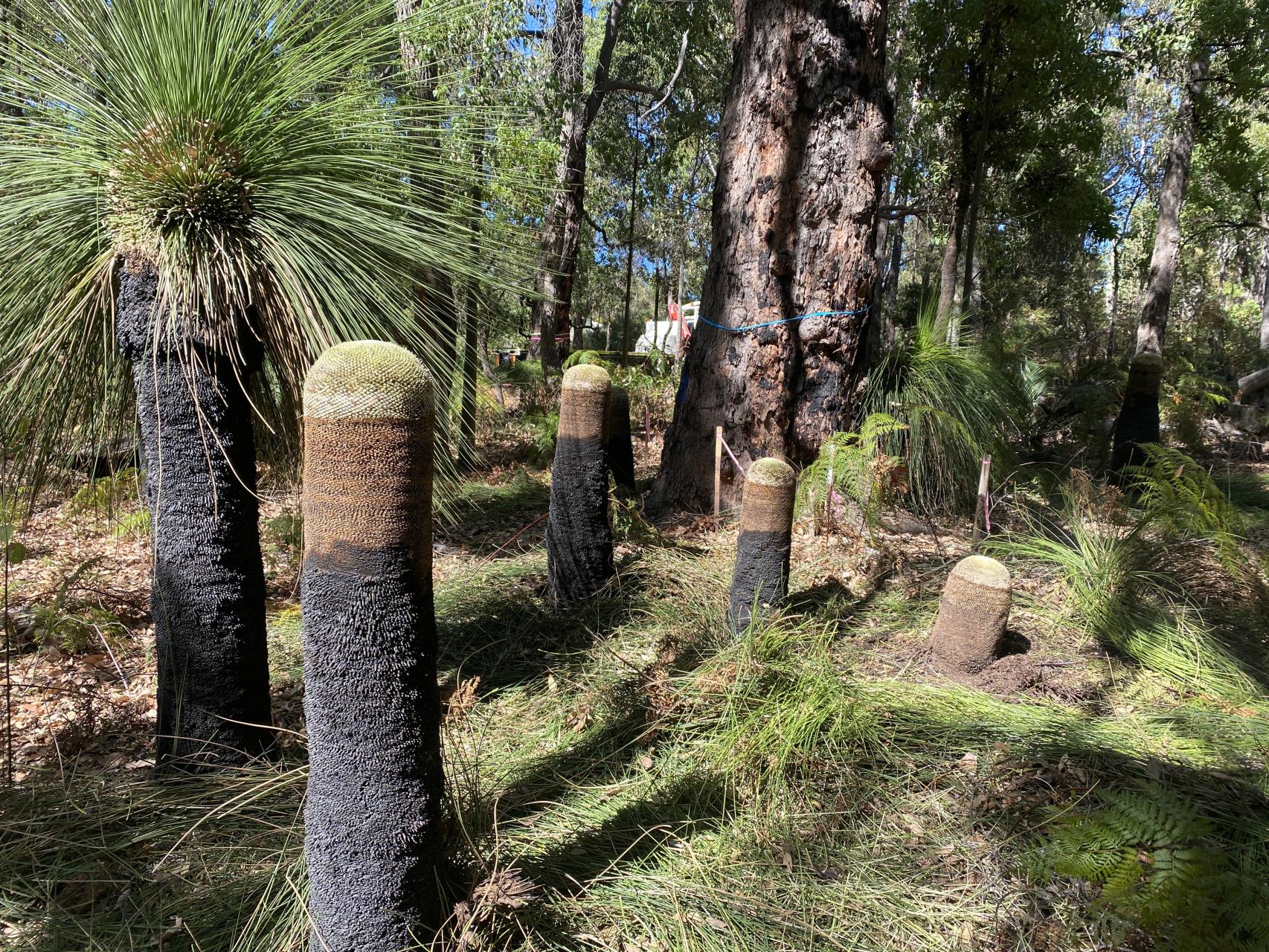 Conservation in action - Shire saves grass trees with new Jarrahdale