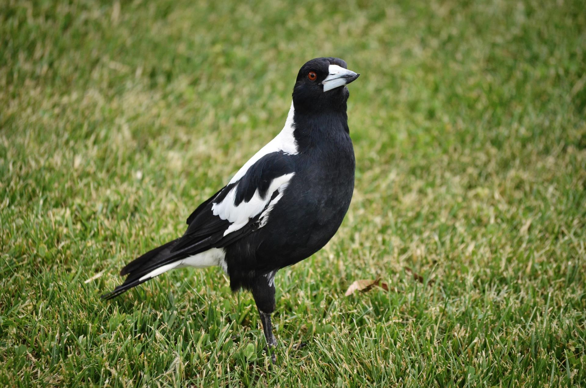 Magpies swooping into Spring: Tips for staying safe in SJ